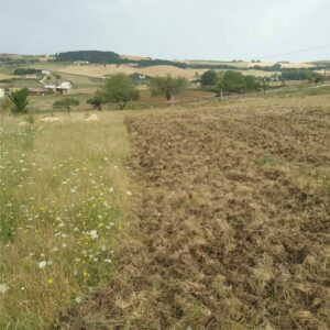 COLTIVATORI